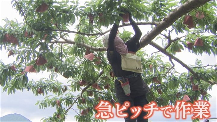 天気に困っている」 桃や葡萄など果樹農家 雨の合間を縫って急ピッチで