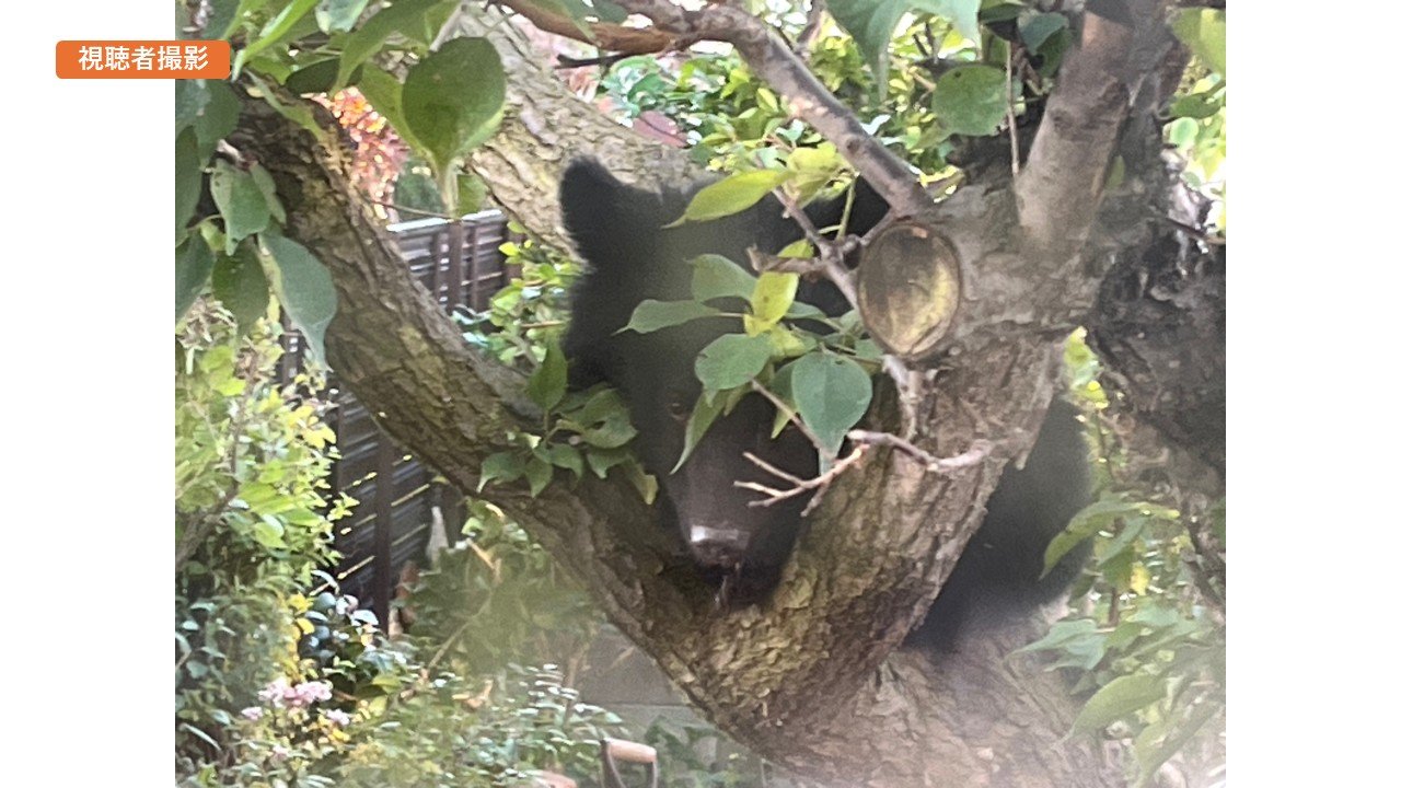 クマが庭の木の上からこちらを見つめ… 住宅敷地内にクマ居座る 捕獲し