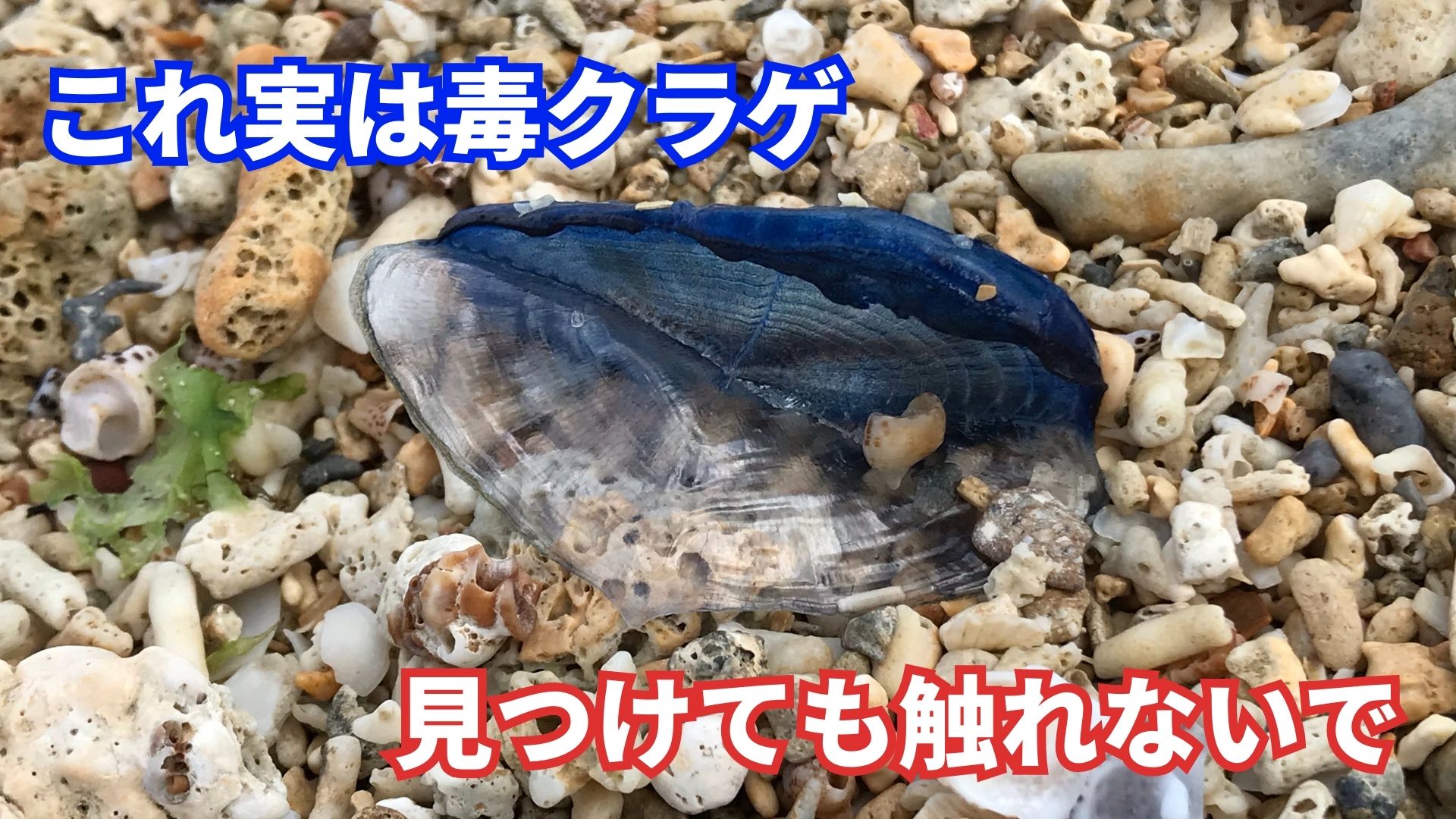 見た目は青色の貝殻 瀬長島に毒クラゲ“カツオノカンムリ”が大量に漂着 ...