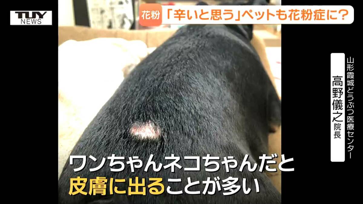 ペットにも花粉症がある！しかも人間とは症状が違う！　見分け方と対応方法とは？　気が付いた時には酷く悪化しているケースも...（山形） | 山形のニュース│TUYテレビユー山形