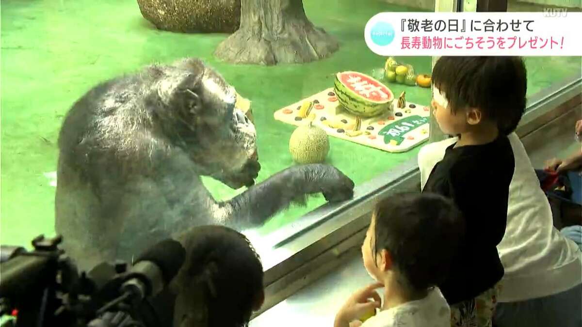 国内最高齢のチンパンジーなどに「ごちそう」をプレゼント！高知市の