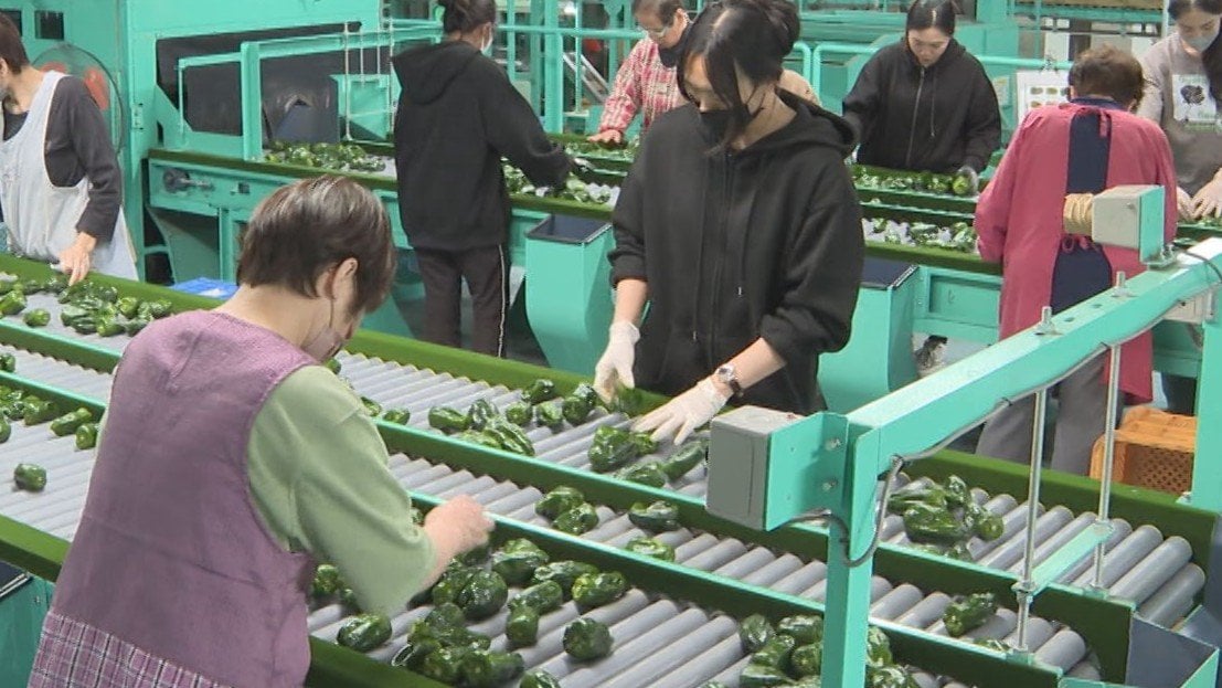 県産「夏秋ピーマン」出荷始まる　西日本最大の生産量　大分