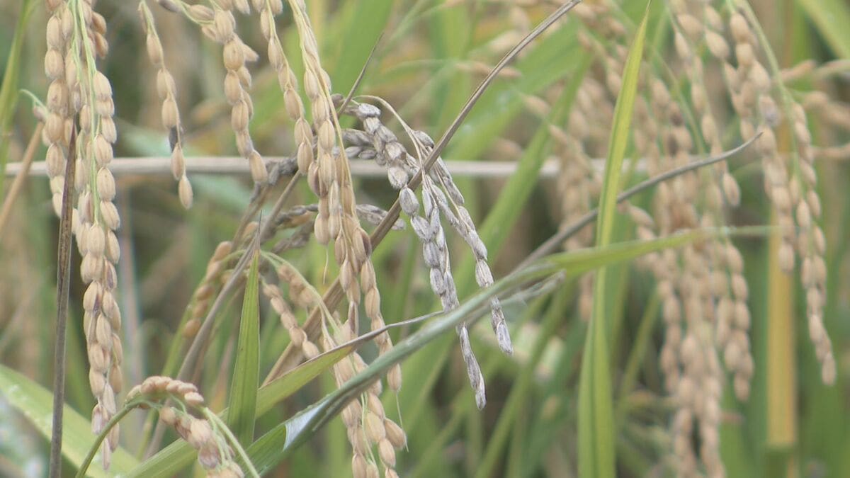 新米の出来は？ ｢変な病気が出始め穂が枯れて…｣ 害虫や暑さで見た目に影響も味は問題なし 高温障害は｢間違いなく年々増えている｣ 対策検討も