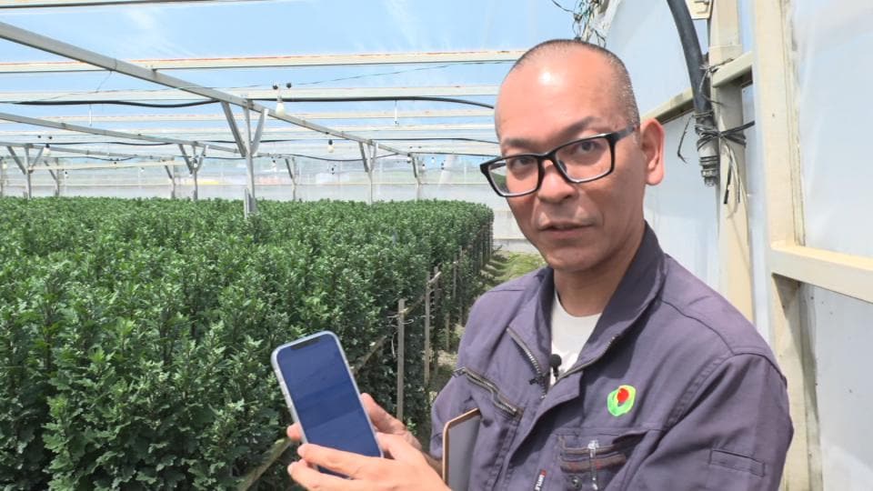 農家負担が大きかった菊の空輸コスト　出荷タイミング管理のデジタル化で船便も活用、所得向上へ【農業 × DX】