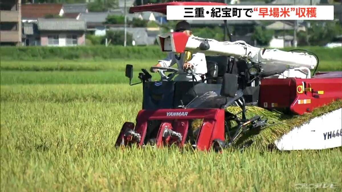 三重･紀宝町で“早場米”収穫 記録的な暑さに負けず生育順調 約1500キロ収穫の見込み ｢おいしく食べてほしい｣