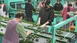 県産「夏秋ピーマン」出荷始まる　西日本最大の生産量　大分|TBS NEWS DIG