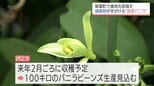 バニラ主要産国に負けない香りを 新富町で調香師が栽培から発酵・乾燥まで手掛ける国内初のプロジェクト|TBS NEWS DIG