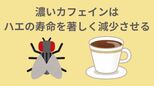 「濃いカフェイン」はハエの寿命を著しく減少させる?!「カフェインの殺虫効果」岡山大学が研究で実証 |TBS NEWS DIG