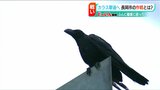 「カラスに勝ちたい」JR長岡駅前で25年続く“人間vsカラス”の知恵比べ 鳴き声&レーザーでカラスを撃退できるか | 新潟のニュース・天気|BSN NEWS|BSN新潟放送