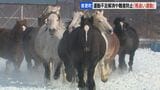 雪煙を上げ疾走 農用馬の運動不足解消や難産防止に「馬追い運動」北海道・音更町の家畜改良センター十勝牧場で2月20日までの平日一般公開 | 北海道のニュース|HBC北海道放送
