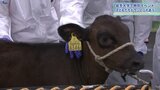 夏休みの研究~小中学生がウシと触れ合い生態学ぶ 「動物病院」設置する岩手大学が企画|TBS NEWS DIG
