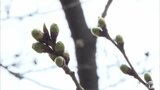 記録的に早いサクラ開花予想に　弘前さくらまつり　準まつり体制４月１５日から　青森県弘前市|TBS NEWS DIG