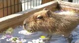 カピバラが温泉に入った！！季節外れの暖かさなのに…名物「カピバラ温泉」、オスはすんなり「入浴」メスは「足湯」を…11月なのに夏日一歩手前の暖かさ|TBS NEWS DIG