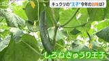 曲がり程度3cm以下の「王子」を是非!『しろねきゅうり王子』の出荷順調 新潟市南区|TBS NEWS DIG