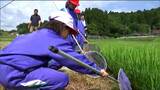 「ちっちゃくてはかない命が頑張って生きてる」小学生が"田んぼの生き物"から学んだこと　宮城・南三陸町　|　宮城のニュース│tbc NEWS│tbc東北放送