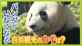 どうなる?パンダ返還後の白浜観光 温泉・ビーチ・アクセスの良さ「他とは比べられない強みある」と専門家 カギは熱海のような『街歩き』か|TBS NEWS DIG