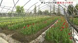 チューリップフェア開幕へ　遮光ネット取り外し　順調に生育し開幕時は５割開花に　富山・砺波市　|　富山のニュース｜天気・防災｜チューリップテレビ