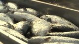 久慈湾で養殖されているギンザケ「久慈育ち琥珀サーモン」、今シーズン初水揚げ 11日からスーパーに並ぶ予定|TBS NEWS DIG