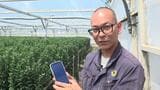 農家負担が大きかった菊の空輸コスト　出荷タイミング管理のデジタル化で船便も活用、所得向上へ【農業 × DX】|TBS NEWS DIG