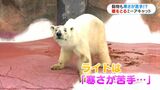 寒さが苦手なホッキョクグマ、暖をとるミーアキャット…雪の動物園で見た“意外な光景” 鹿児島 | 鹿児島のニュース|MBC NEWS|南日本放送