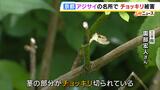 【犯人は？？】アジサイのつぼみが“チョッキリ”切断…京都の名所「三千院」で異変　約3000株のうち2割ほどしか咲かず　被害の大きさに臨時バス取りやめ|TBS NEWS DIG