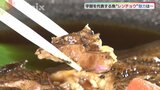 今が旬「レンチョウ」刺身、煮つけ、から揚げ・・・ちょっと変わった「レンチョウミルフィーユ」って?山口県宇部市でフェア開催中|TBS NEWS DIG