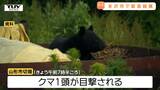 米沢市でクマを緊急銃猟で駆除 民家近くに1頭居座り市が判断 山形市でも目撃など後をたたず|TBS NEWS DIG
