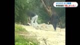 オカヤドカリ無許可で捕獲した中国人か オールのようなもので地面を探りリュックへ… 目撃した女性が語る男の怪しい行動|TBS NEWS DIG