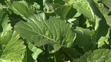 信玄公ゆかりの伝統野菜「長禅寺菜」 栽培地の名をとり「古長禅寺菜」として商品化を目指す | 山梨のニュース | UTYテレビ山梨
