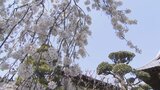 樹齢およそ80年のシダレザクラ 開花は例年の1週間遅れでも一気に満開に 中央市・妙泉寺 | 山梨のニュース | UTYテレビ山梨