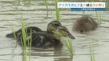 水田をスイスイ！小学生がアイガモのヒナ4羽を放す　8月末まで交代でお世話する“命の授業”　熊本・人吉市　|　熊本のニュース｜RKK NEWS｜RKK熊本放送