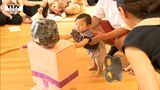 力士は赤ちゃん 段ボールの横綱相手にはっけよい!(山形市) | 山形のニュース│TUYテレビユー山形