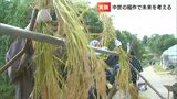 「1000年以上前のコメ作り」から農業を考える 教育学部の学生が肥料も機械も使わずに「中世の稲作」再現【香川】|TBS NEWS DIG
