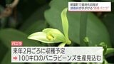 バニラ主要産国に負けない香りを　新富町で調香師が栽培から発酵・乾燥まで手掛ける国内初のプロジェクト|TBS NEWS DIG