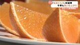 人気の高級かんきつ「紅まどんな」 昨シーズン上回る2400トン出荷見込み 販売前に JAの選果場でセンサーによる選別作業 愛媛・松山市|TBS NEWS DIG
