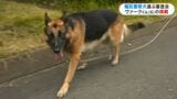 がんばれ！嘱託警察犬ヴァークくん　6歳シェパード　飼い主の上着見つけられるかな？　|　鹿児島のニュース｜MBC NEWS｜南日本放送
