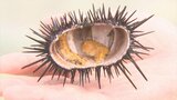 高級食材のはずが…「ウニ」大量発生 海底で次々叩き割り駆除|TBS NEWS DIG
