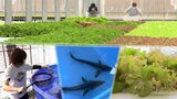 魚と野菜が同時に育つ? 震災後の未利用地に整備 岩手・大船渡市で進む「アクアポニックス」とは|TBS NEWS DIG