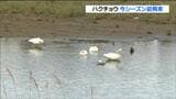 冬の使者「ハクチョウ」が今シーズン初飛来 例年より2日早い 宮城・栗原市|TBS NEWS DIG