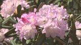 シャクナゲの花　見ごろ　島根県・美郷町　|　BSSニュース | BSS山陰放送