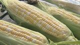 生のまま食べられる「朝生とうもろこし」の収穫最盛期　糖度や水分が多い早朝に収穫　6月には金賞受賞|TBS NEWS DIG
