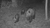 札幌市内でクマの出没相次ぐ 林道に設置のカメラが3頭撮影、近くの公園付近では住民が1頭目撃 | 北海道のニュース|HBC北海道放送