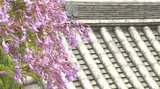 世界三大花木「ジャカランダ」が見頃 可憐な紫の花が梅雨空彩る 大分市・威徳寺 | 大分のニュース|OBS NEWS|大分放送
