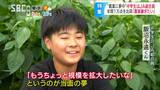 農業が好きでJAの正組合員になった中学2年生!「メジャーな野菜でなく、誰も作っていないスキマ品目で勝負!」朝夕畑に通って年間1万点の野菜出荷…師匠の父親も「息子がライバル…」 | SBC NEWS | 長野のニュース | SBC信越放送