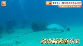 海水温が上昇し…「幻の高級魚」増加　九州北部・玄界灘の変化|TBS NEWS DIG