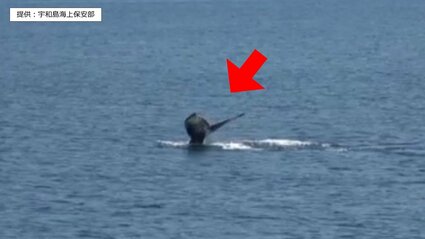 巡視艇からクジラを確認 先月に続きまた… 見かけても近づかないよう