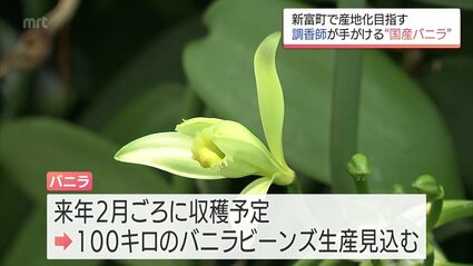 バニラ主要産国に負けない香りを 新富町で調香師が栽培から発酵・乾燥