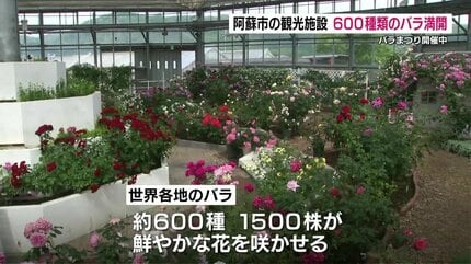 西日本最大級！温室ドームで世界各地のバラ満開 600種類の色・香り