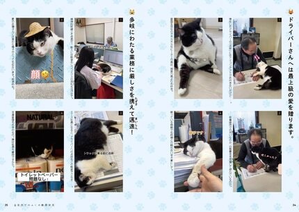 カラスに襲われ瀕死だった3本足の保護猫「ふくちゃん」今や広報部長に