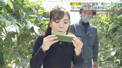 県外進出も狙える？ 生食も!? 改良10年『ヘチマ』をゴーヤーに並ぶ島